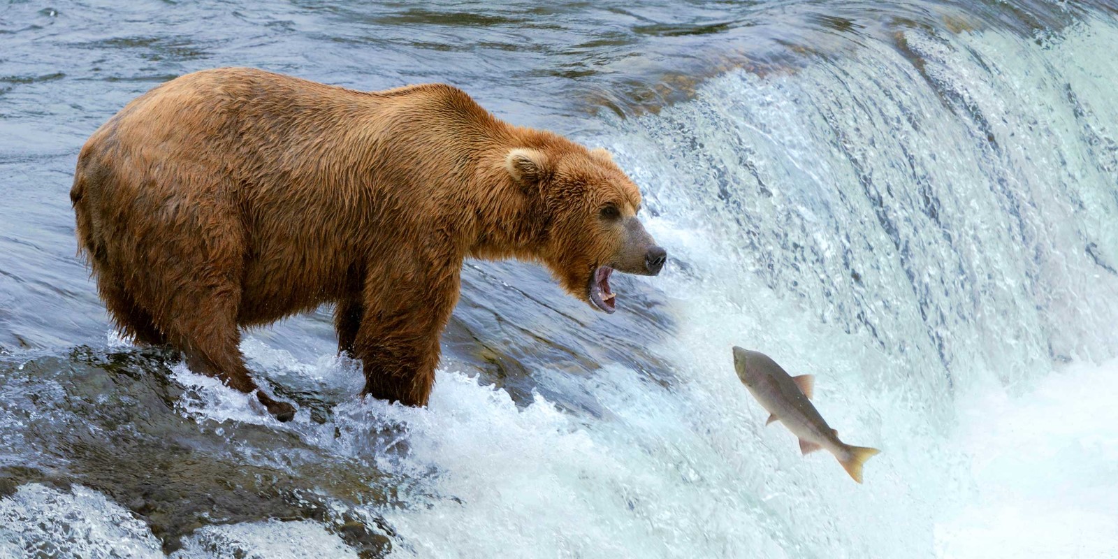 A brown bear standing next to a body of water